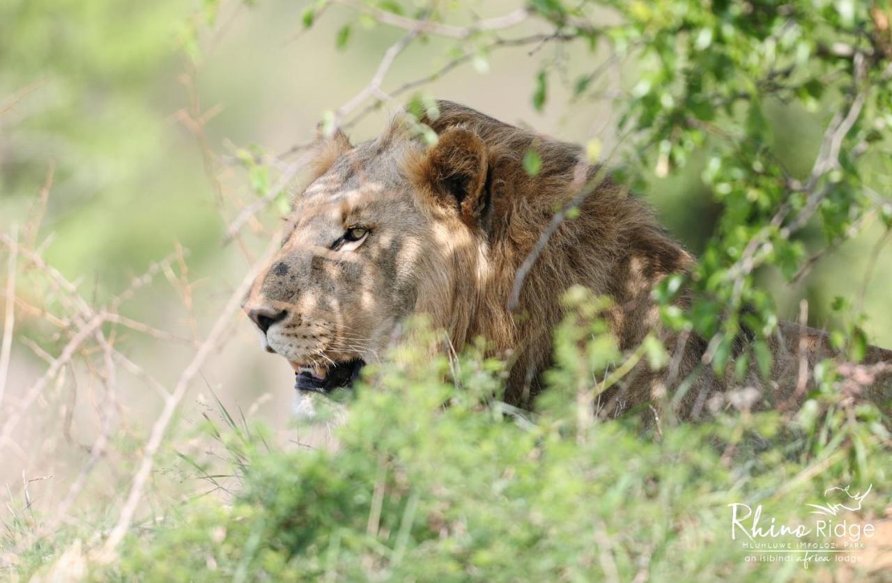 Rhino Ridge Safari Lodge KwaNompondo المظهر الخارجي الصورة