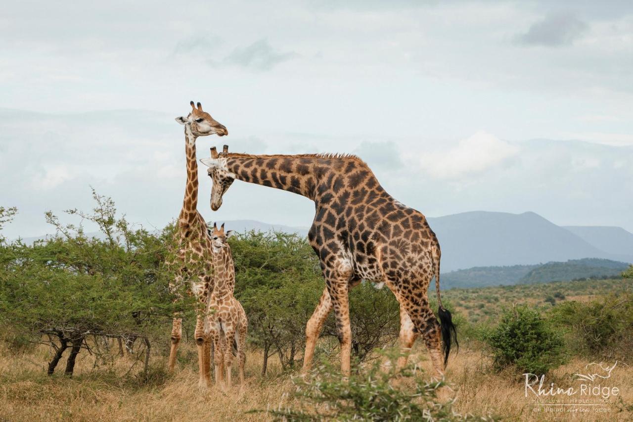 Rhino Ridge Safari Lodge KwaNompondo المظهر الخارجي الصورة