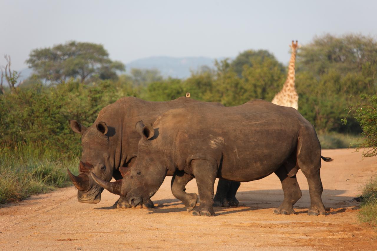 Rhino Ridge Safari Lodge KwaNompondo المظهر الخارجي الصورة