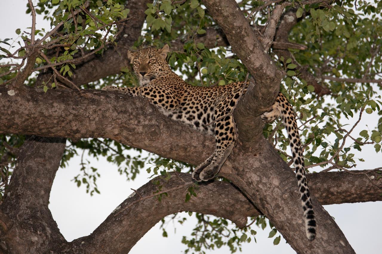 Rhino Ridge Safari Lodge KwaNompondo المظهر الخارجي الصورة