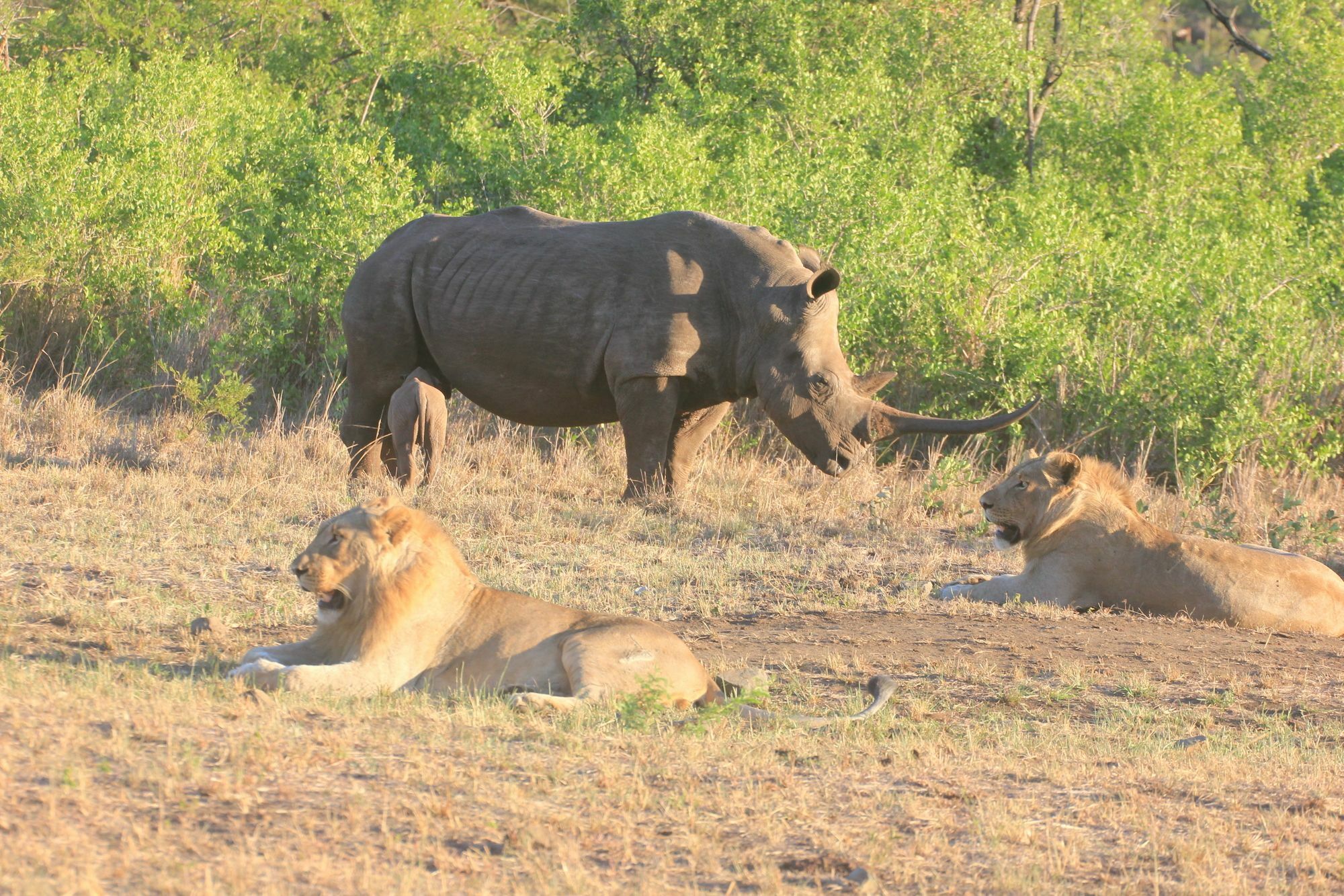 Rhino Ridge Safari Lodge KwaNompondo المظهر الخارجي الصورة